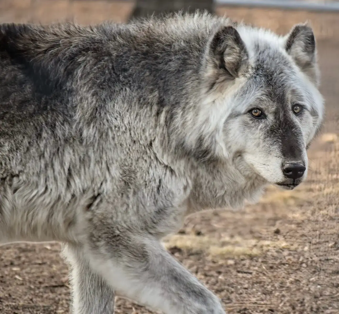 Colorado Wolf and Wildlife Center